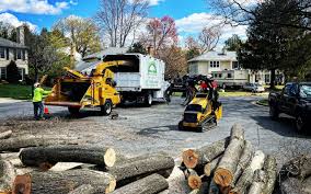 Tree and Shrub Care in Mount Clemens, MI